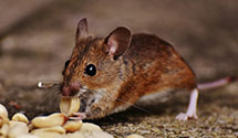 24 Hour & Emergency Exterminators in Willow Island, WV
